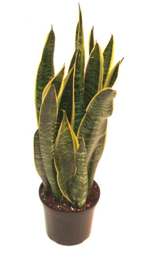 10" Sanseveria Laurentii